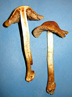 cross-section showing broad gills and thin flesh. Cortinarius corrugatus